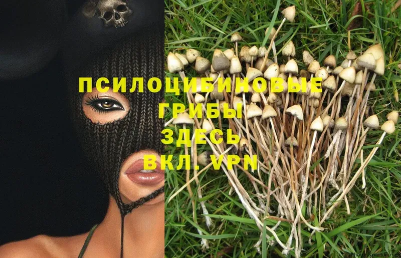 Псилоцибиновые грибы Magic Shrooms  купить  цена  Дмитров 