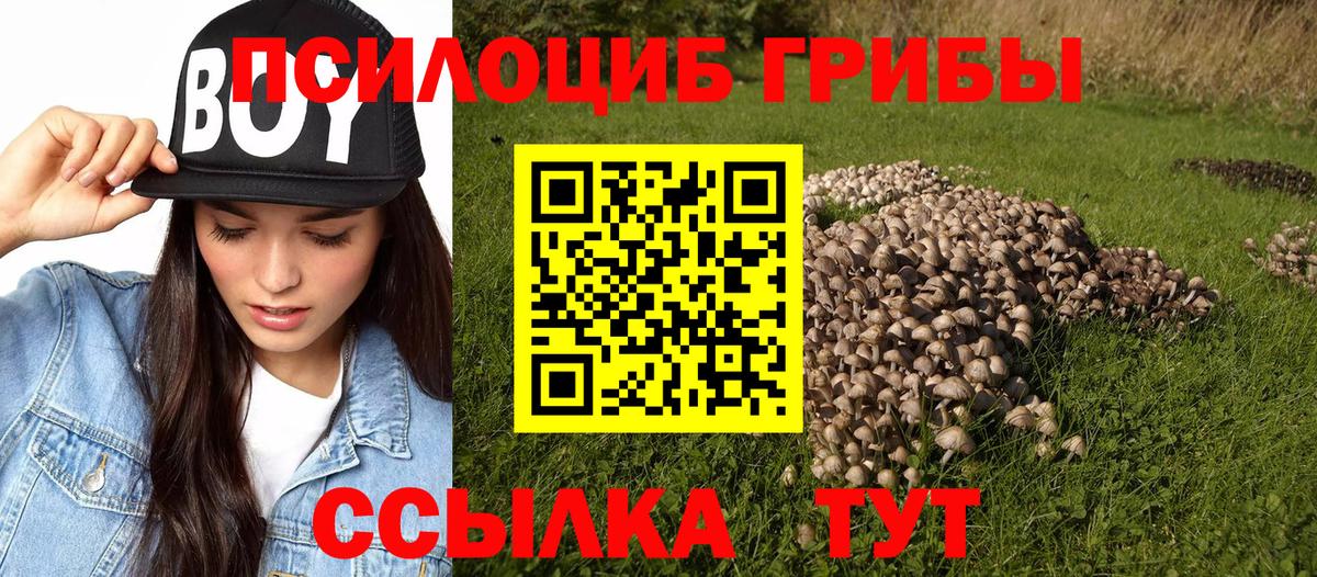 Дмитров  Псилоцибиновые грибы мухоморы  Вход с VPN  купить наркотики цена  Галлюциногенные грибы Psilocybe 