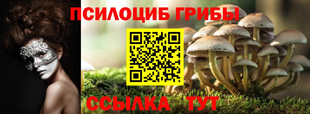 Галлюциногенные грибы Psilocybe Дмитров
